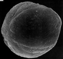 xalapensis